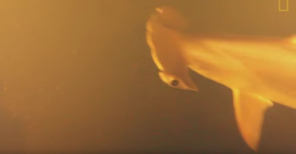 Sharks. Living inside a volcano. If this was a movie, it'd be 'Shark-cano.' But it's real.