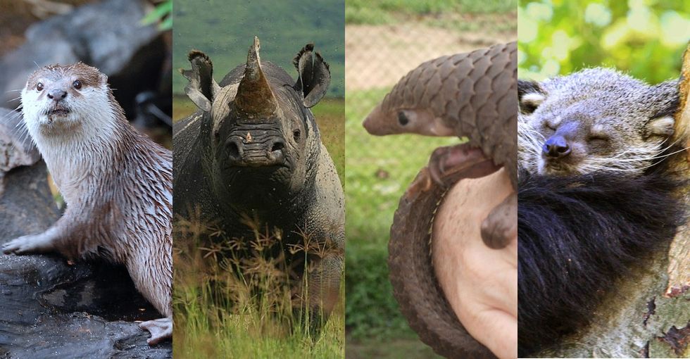 One of these animals may have the power to save the other 3. Do you know who it is?