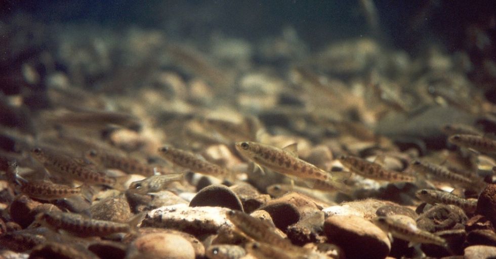 The fall and triumph of the Connecticut River salmon.
