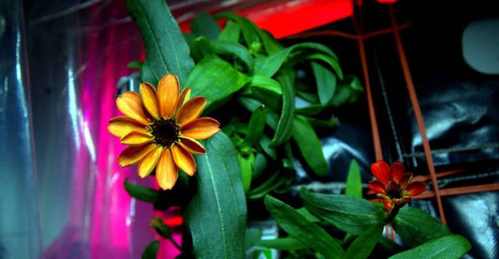 Why NASA is celebrating this photo of a seemingly ordinary zinnia.