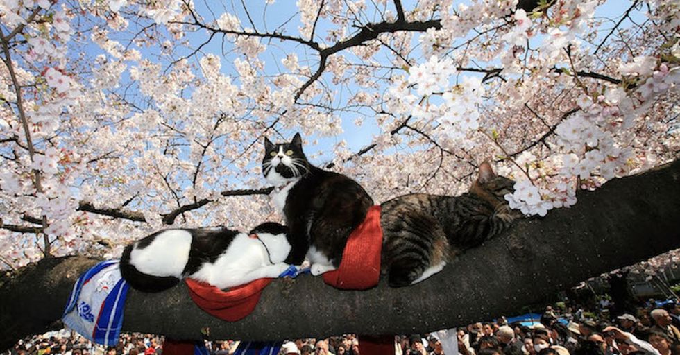 Introducing hanami: the Japanese tradition that'll make you fall in love with nature.