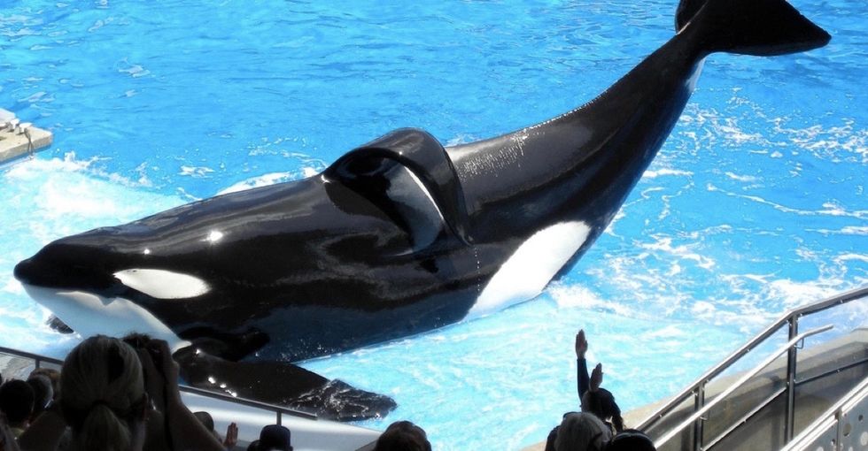 Tilikum, SeaWorld orca whale and subject of 'Blackfish,' dies at 35.