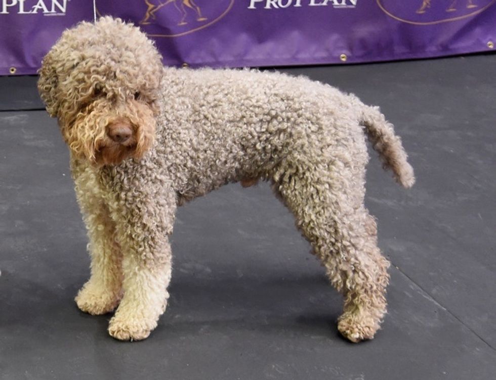 7 new breeds have just become eligible to compete at the Westminster dog show.