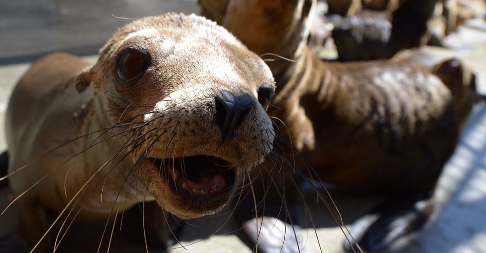 Sea lions usually live in the ocean. So why are so many showing up on land?