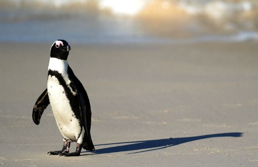 21 interesting facts about penguins that may just put a smile on your