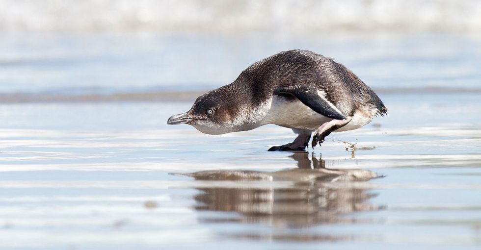 21 interesting facts about penguins that may just put a smile on your face.