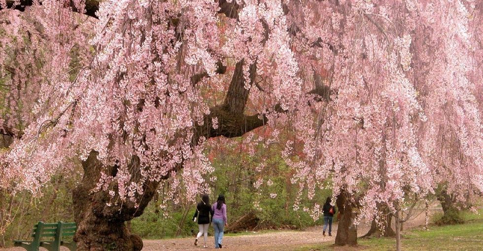These stunning photos will remind you why trees are dope.