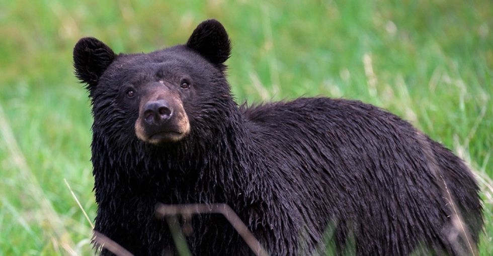 17 totally true facts about black bears that'll bring the warm and fuzzies.