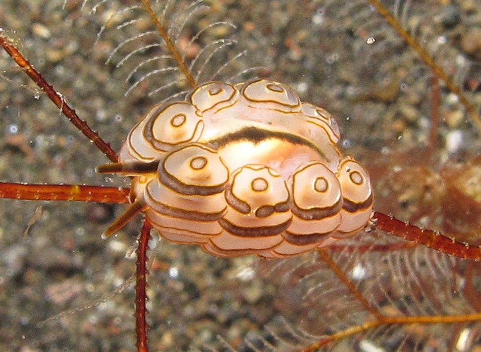 Thousands of new species were discovered this year — including these cool little guys.