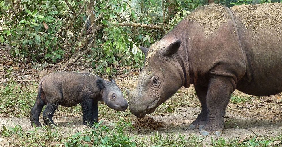 What you need to know about the death of the rare Sumatran rhinoceros.