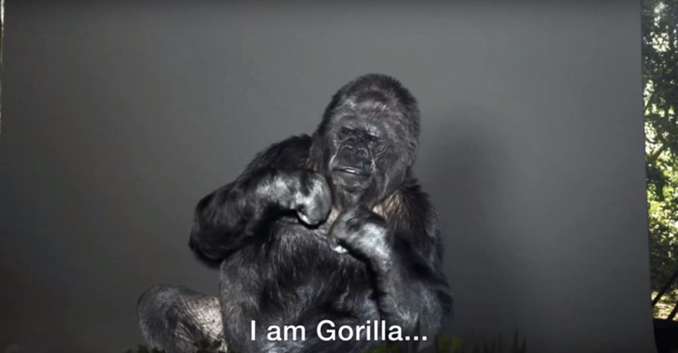 Watch as this gorilla use sign language to warn humans of their impact on the earth.