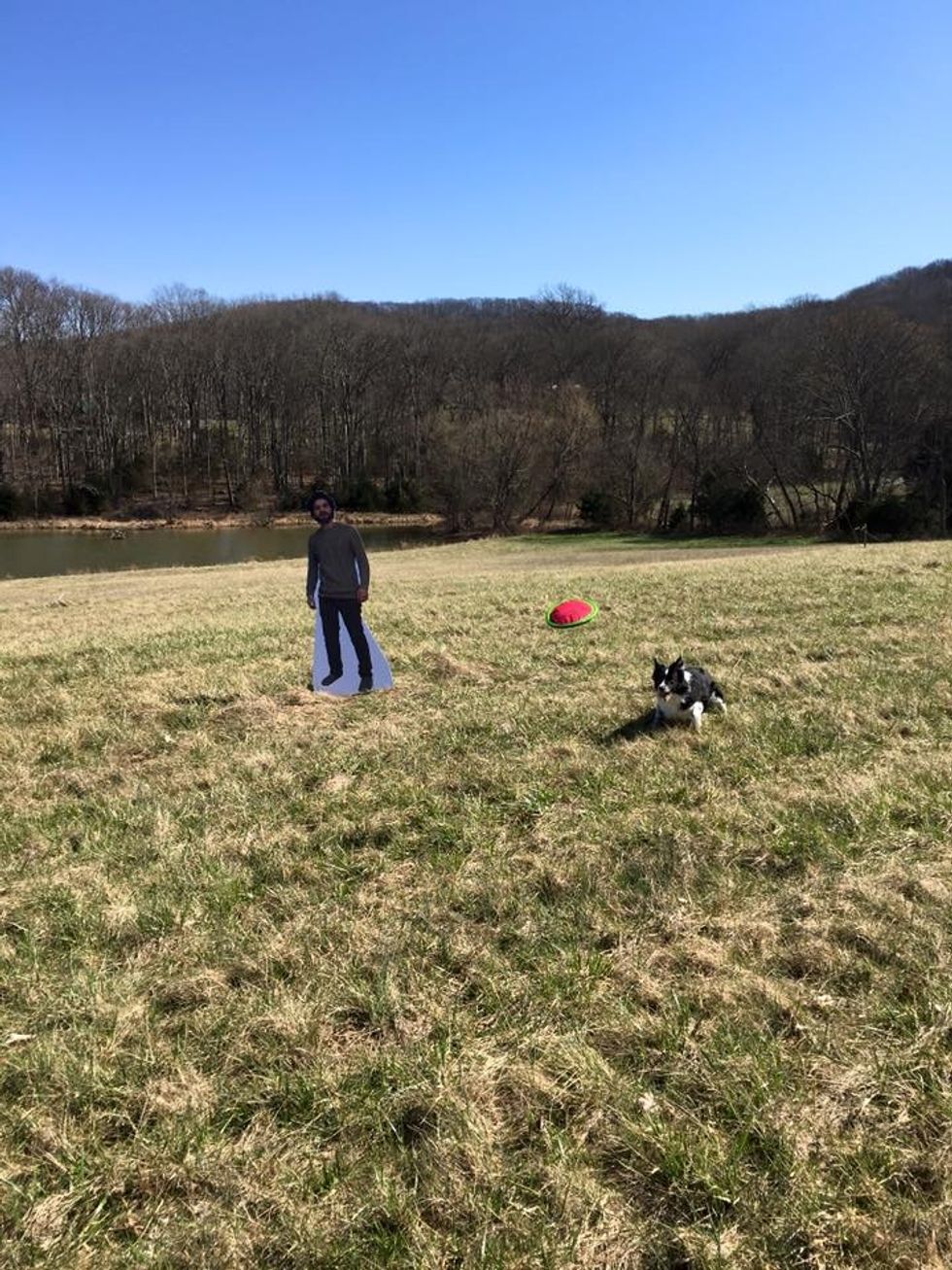 dogs, parks, family pets