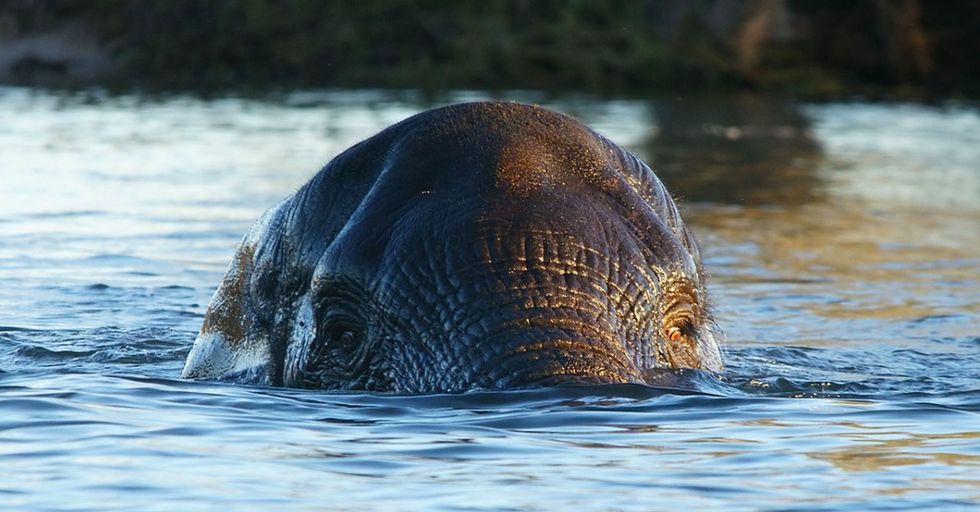 14 elephant facts you can use to impress people at parties (if they're into elephants).