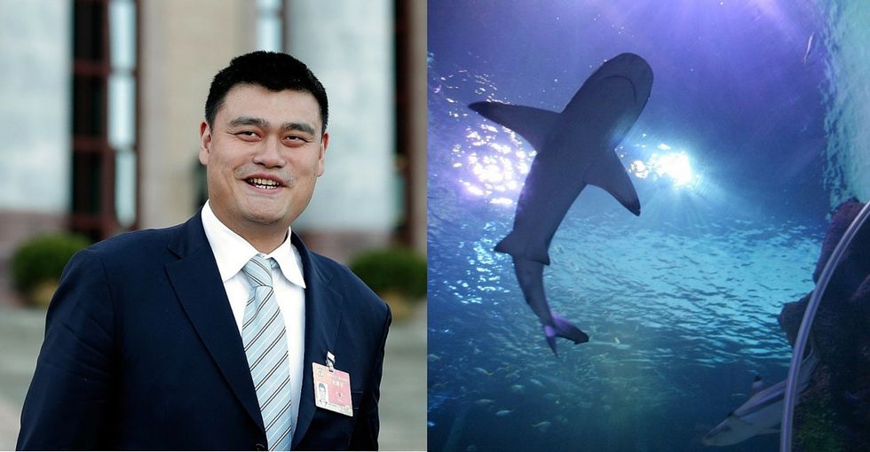 Thanks to Yao Ming, killing sharks for their fins is down 50%. And he's ...