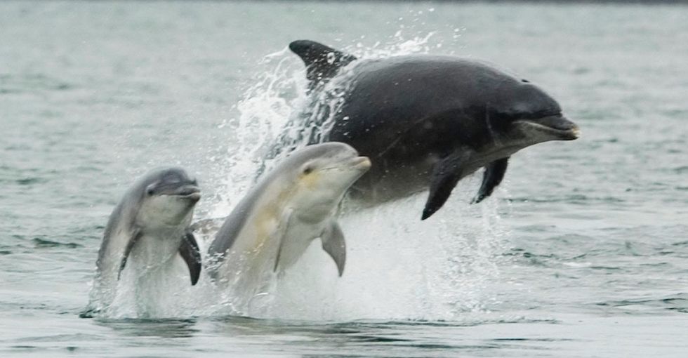 Koko's not alone: Here are 5 other animals that are almost as smart as humans.
