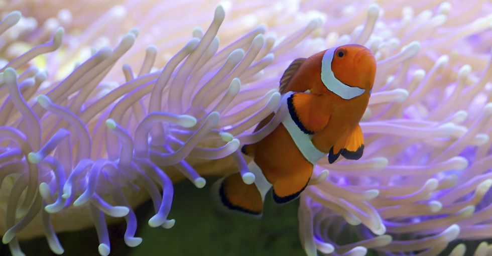 17 stunning photos of the Great Barrier Reef that just might inspire you to save it.