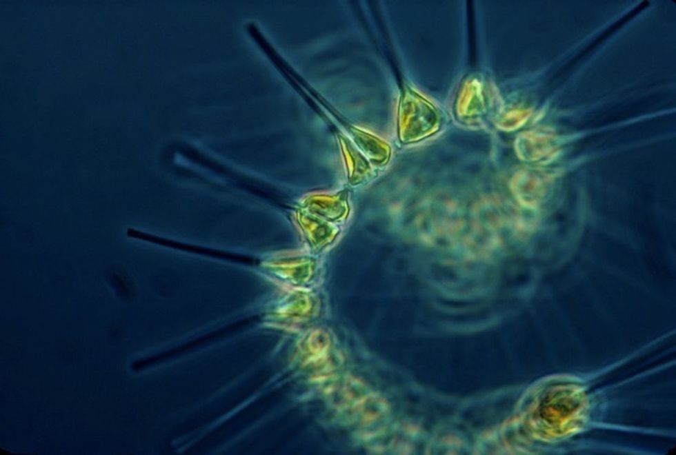 These microscopic phytoplankton can be seen from space. And they're disappearing rapidly.