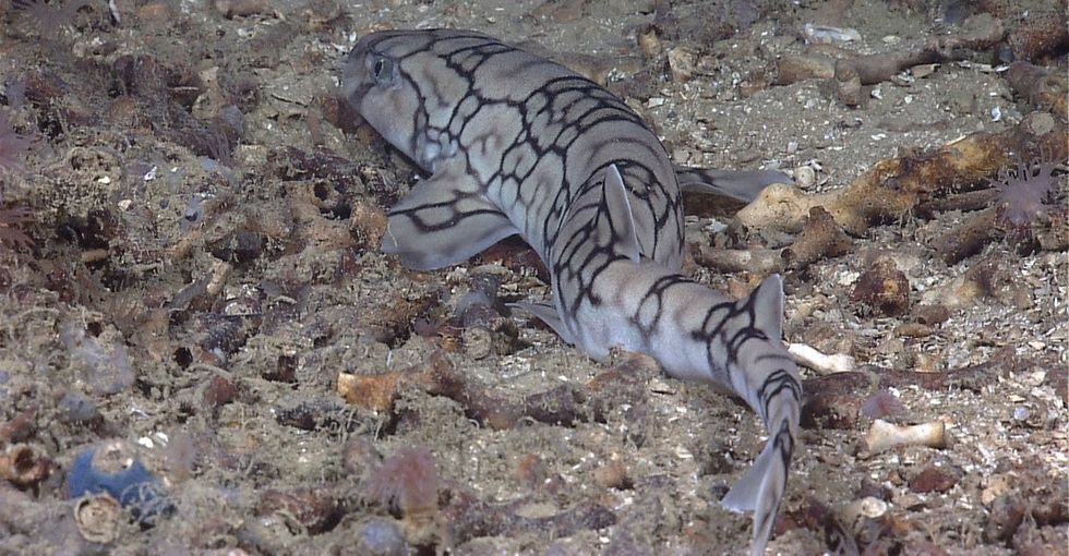 13 bizarre creatures prove there's plenty we don't know about Earth.