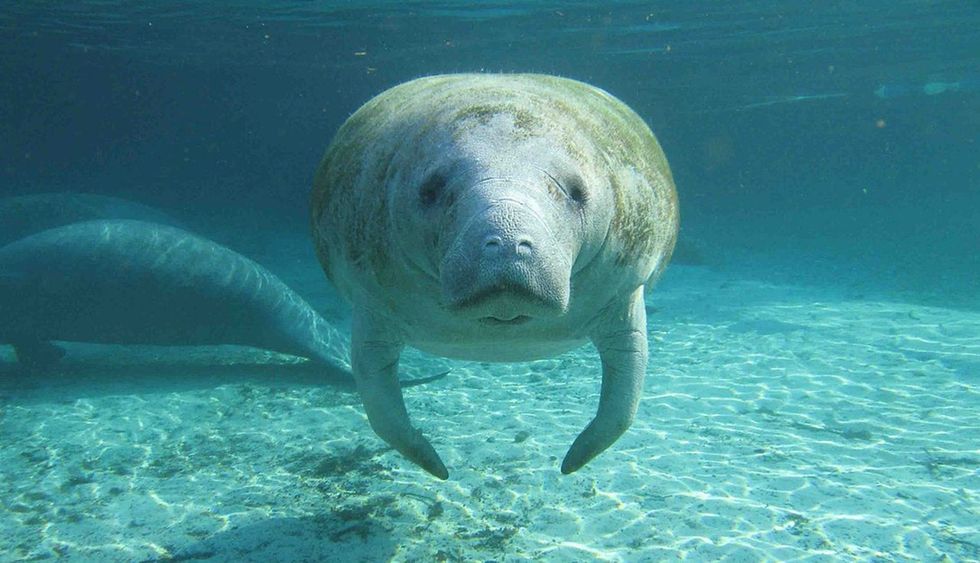 You're probably already a manatee fan. If not, here are 22 reasons to become one.
