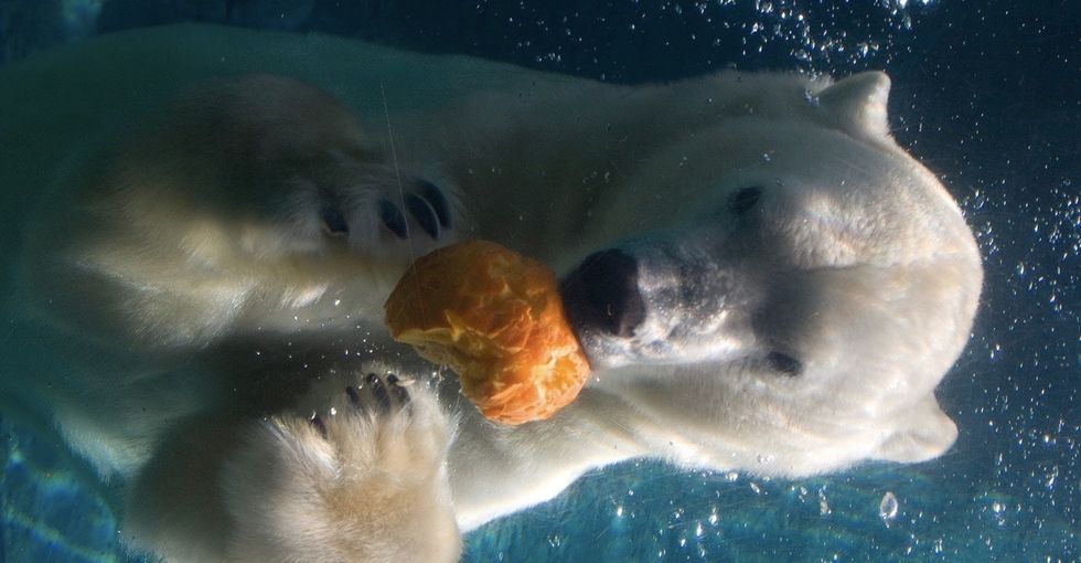 Polar bears are stealing booze and candy from humans, and it's really not as funny as it sounds.