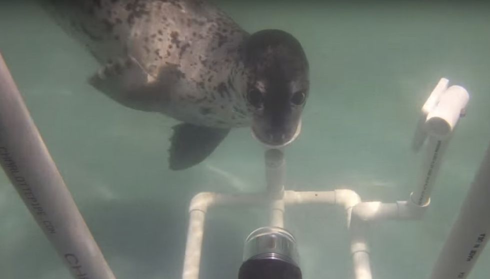 Is loud, industrial noise from underwater drilling affecting these pups? Scientists are on the case.