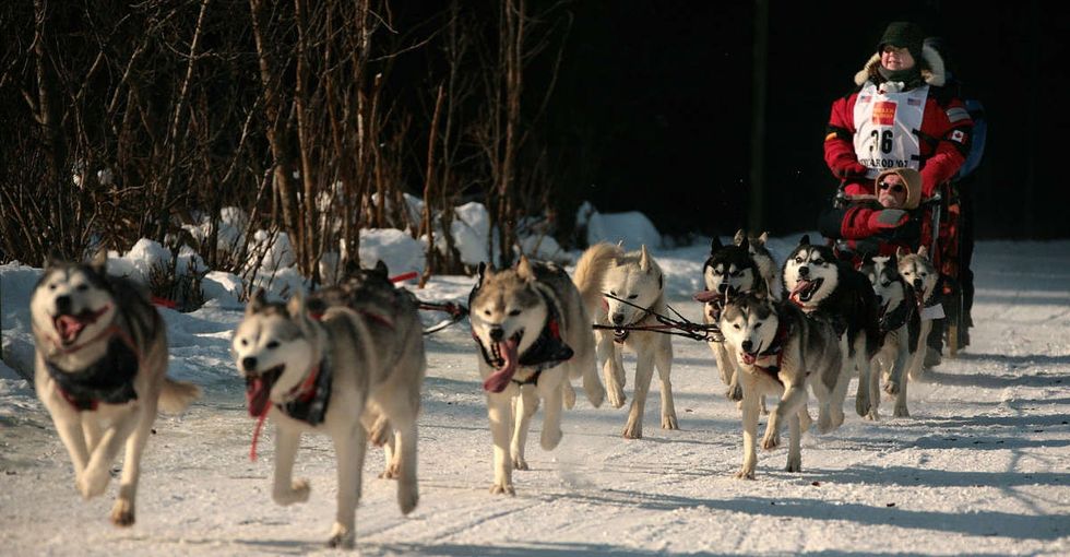 The biggest dog sledding race in the world is having major problems. You already know why.