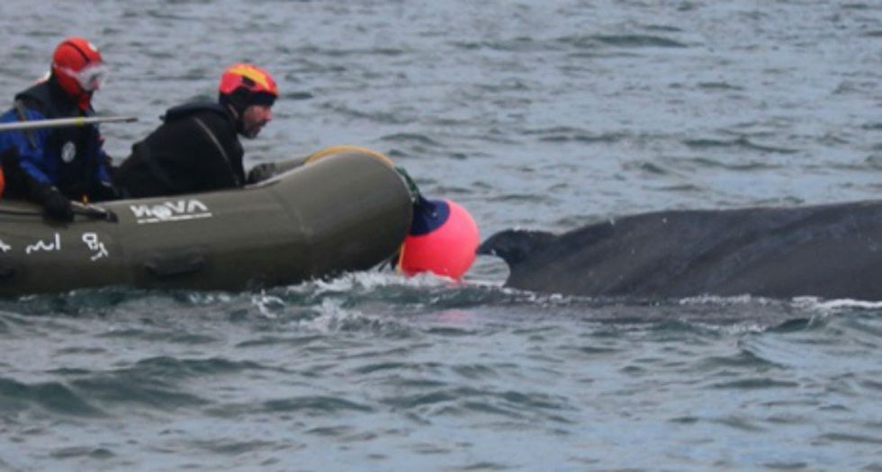 Why on Earth would 4 men on an inflatable raft try to rodeo a humpback whale? To save it.
