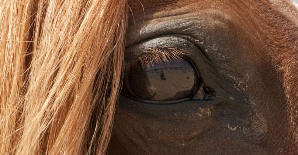 The fascinating way a horse reacts when it knows you’re angry.