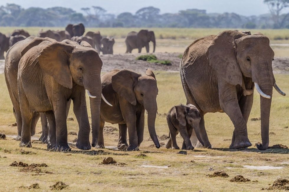 Most animals don't have grandmas. But elephants do. And what Granny does is awesome.