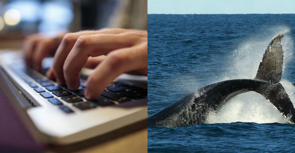 Why whale activists hope you watch, ahem ... adult videos ... this month.