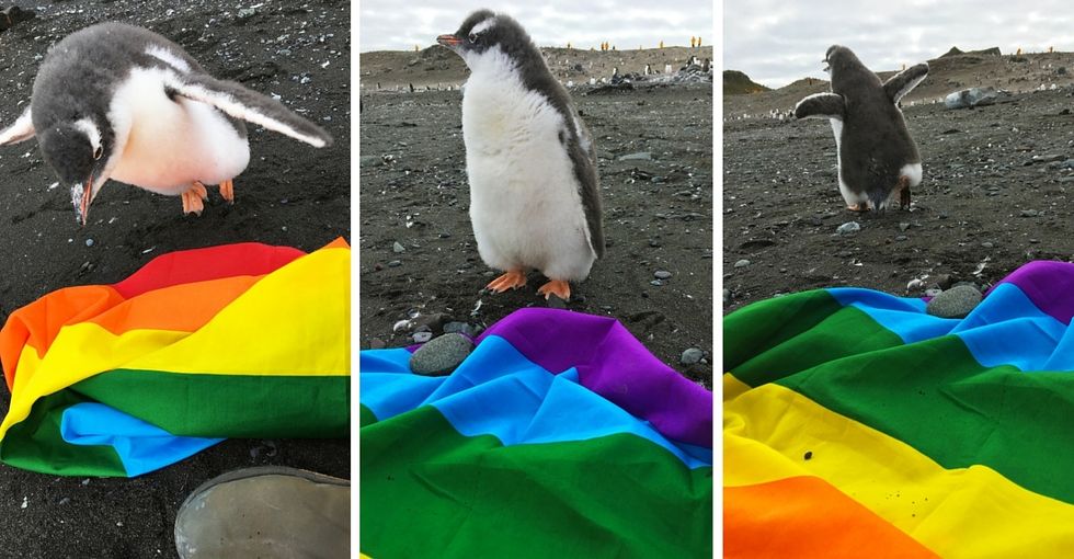 Antarctica is the 'world's first LGBT-friendly continent,' and this penguin is pleased.