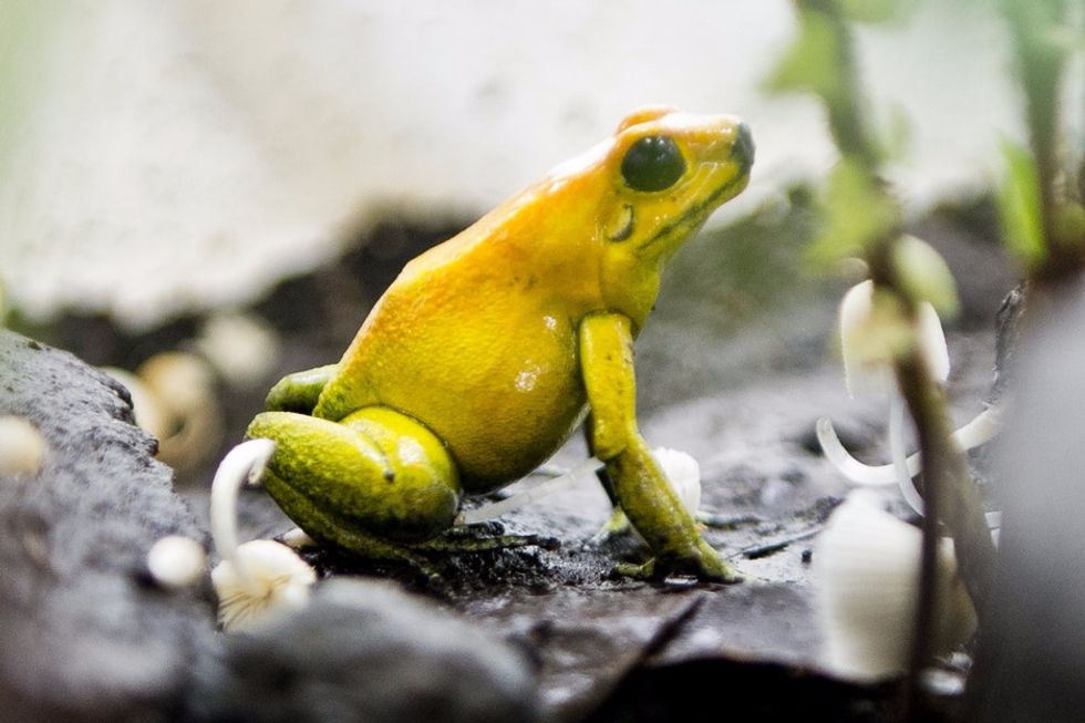 29 awesome frogs celebrating Leap Day.