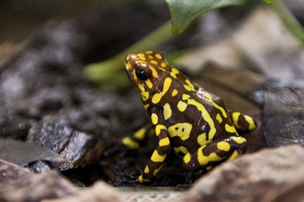 29 awesome frogs celebrating Leap Day. - Upworthy