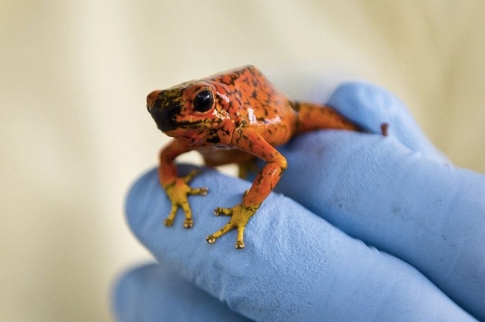 29 awesome frogs celebrating Leap Day. - Upworthy