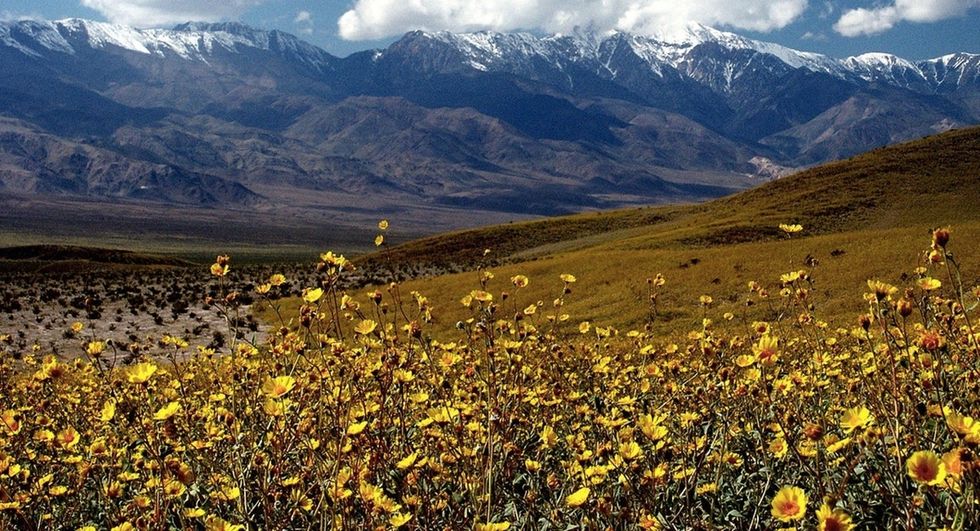 See these amazing photos as Death Valley prepares for a superbloom.