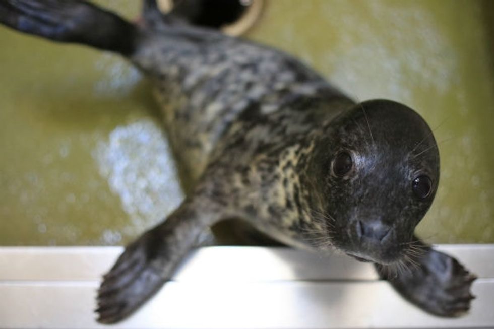35 baby seals were rescued, and their amazing names are getting a ton