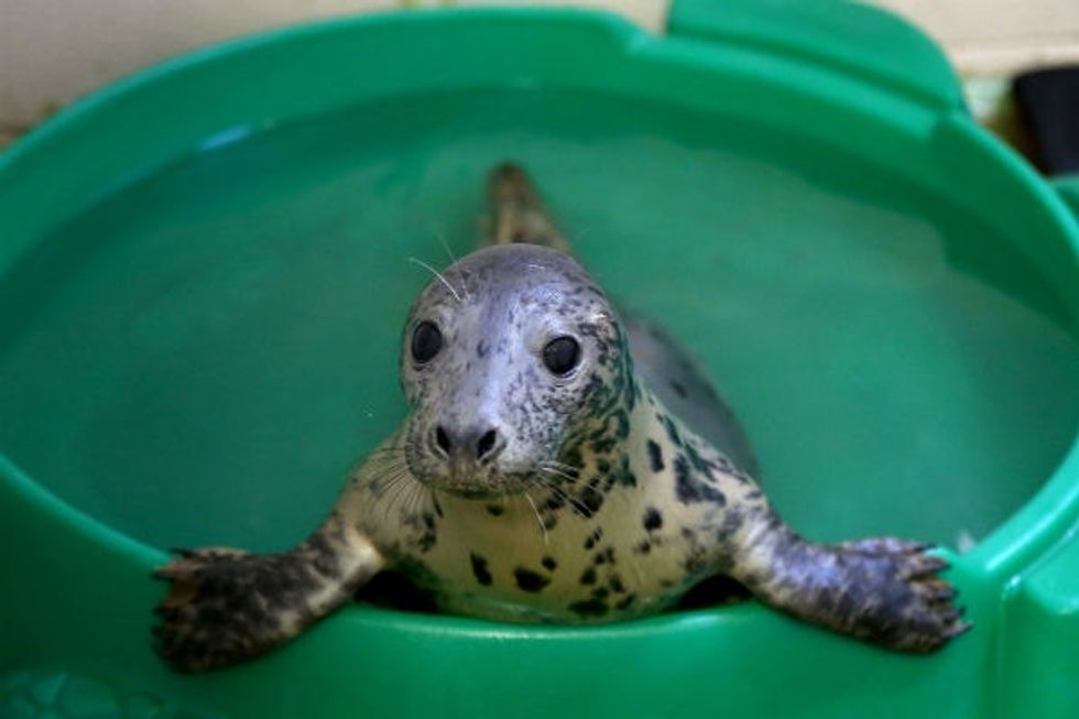 35 baby seals were rescued, and their amazing names are getting a ton