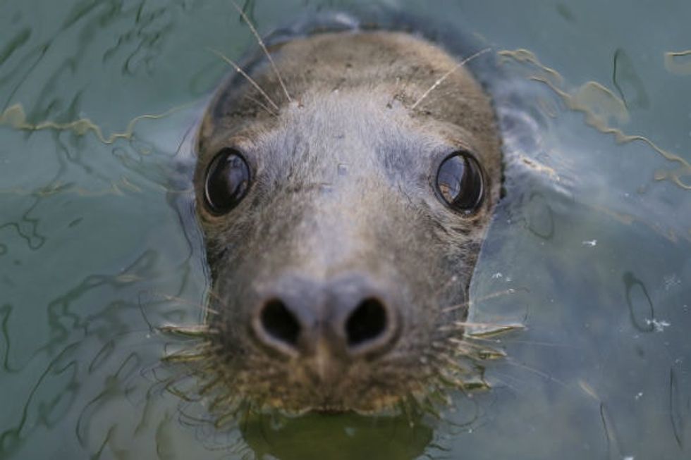 35 baby seals were rescued, and their amazing names are getting a ton