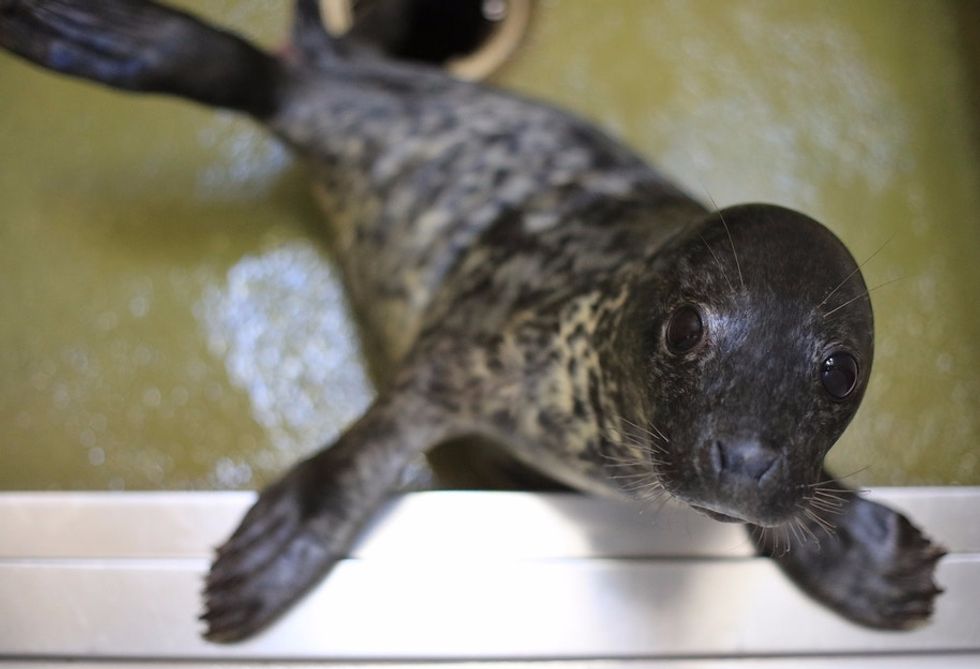 35 baby seals were rescued, and their amazing names are getting a ton