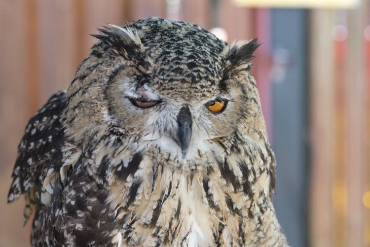 Teen Night Owls Struggle To Learn And >> Night Owls Our World Needs To Start Respecting You Here Are 4 Teen Night Owls Struggle To Learn And >> Night Owls Our World Needs To Start Respecting You Here Are 4