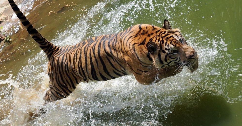 7 ways thinking like a tiger can help you start your week right.