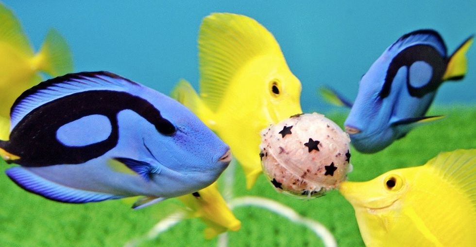 Scientists are concerned 'Finding Dory' will put blue tangs in danger.