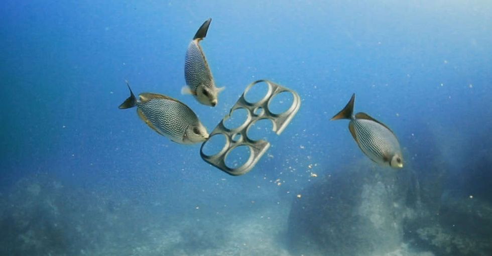 A brewery designed a genius new six-pack that solves a big environmental problem.