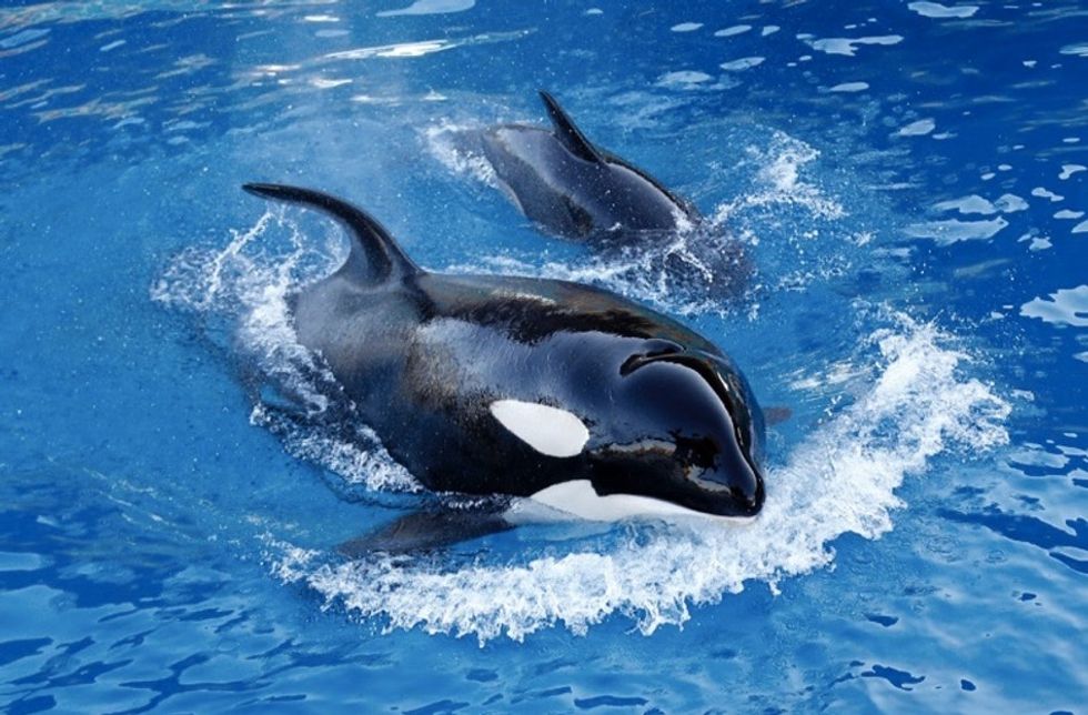 How SeaWorld's empire collapsed — a tragedy in 3 acts.