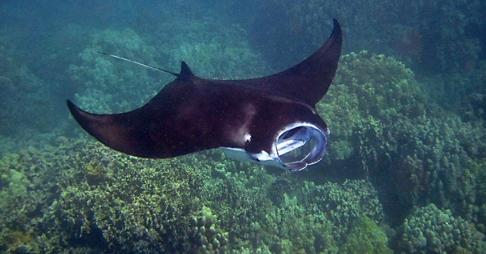 Why did scientists give a mirror to these weird fish? We have 5 ideas.