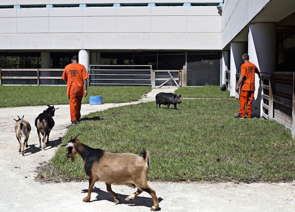 See incredible photos of a jail where inmates and abandoned animals