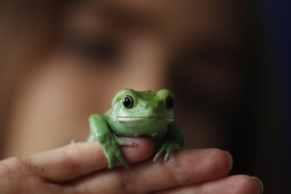 The story of one frog's epic journey to the frog hospital.