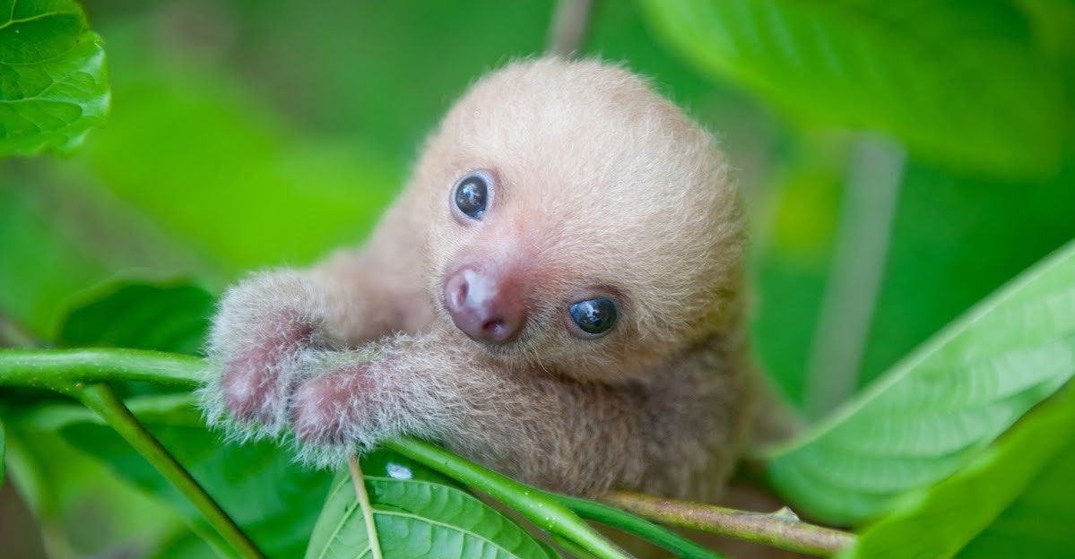 baby sloth video