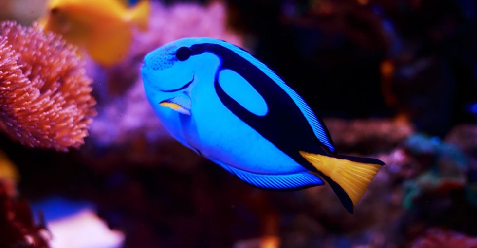 What 'Finding Dory' taught me about my son with autism.