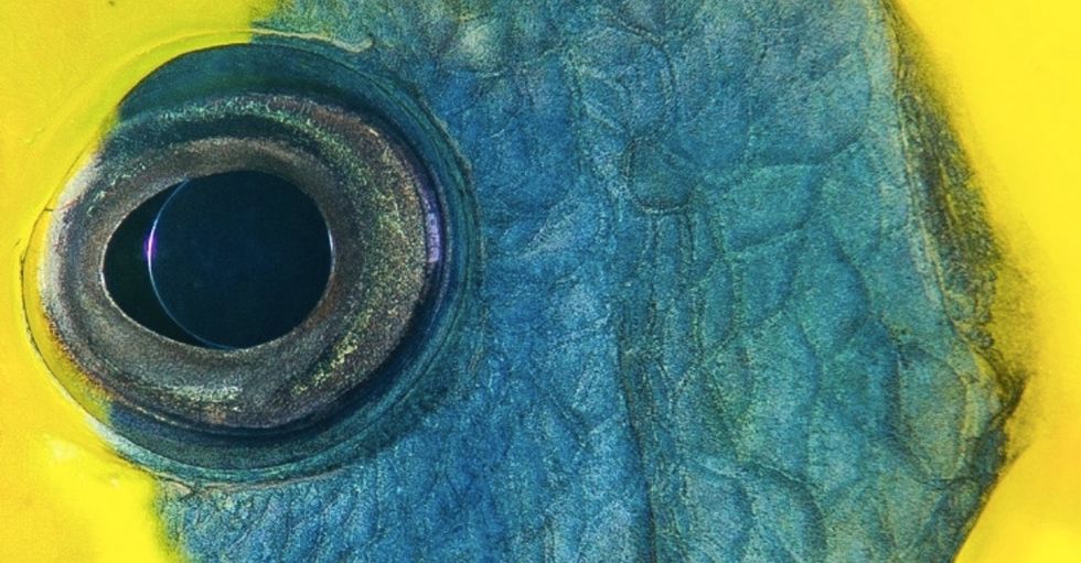 Explore the depths of the sea with this jaw-dropping collection of underwater photos.